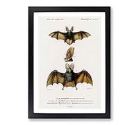 Long-Eared Bat by Charles d' Orbigny Framed Print | A2 Black Framed Wall Art | Ready to Hang | Modern Nature Picture | Living Room Bedroom Lounge Office