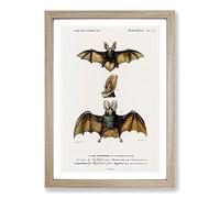 Long-Eared Bat by Charles d' Orbigny Framed Print | A2 Oak Framed Wall Art | Ready to Hang | Modern Nature Picture | Living Room Bedroom Lounge Office