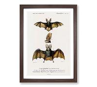 Long-Eared Bat by Charles d' Orbigny Framed Print | A2 Walnut Framed Wall Art | Ready to Hang | Modern Nature Picture | Living Room Bedroom Lounge Office