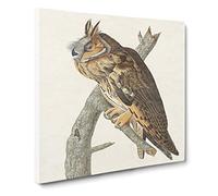Long eared Owl by John James Audubon Canvas Print | Gallery Wrapped 30mm Frame Wall Art | 20x20 inches | Ready to Hang | Retro Animals Picture | Living Room Bedroom Lounge Office