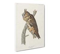 Long Eared Owl By John James Audubon Canvas Print | Gallery Wrapped 30mm Frame Wall Art | 30x20 inches | Ready to Hang | Retro Animals Picture | Living Room Bedroom Lounge Office