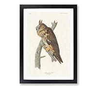 Long-Eared Owl by John James Audubon Framed Print | A2 Black Framed Wall Art | Ready to Hang | Modern Animal Picture | Living Room Bedroom Lounge Office