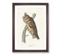 Long-Eared Owl by John James Audubon Framed Print | A2 Walnut Framed Wall Art | Ready to Hang | Modern Animal Picture | Living Room Bedroom Lounge Office