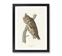 Long Eared Owl By John James Audubon Vintage Framed Print | A2 Black Framed Wall Art | Ready to Hang | Classic Animal Picture | Living Room Bedroom Lounge Office