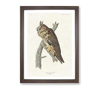 Long Eared Owl By John James Audubon Vintage Framed Print | A2 Walnut Framed Wall Art | Ready to Hang | Classic Animal Picture | Living Room Bedroom Lounge Office
