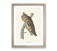 Long Eared Owl By John James Audubon Vintage Framed Print | A4 Oak Framed Wall Art | Ready to Hang | Classic Animal Picture | Living Room Bedroom Lounge Office