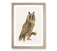 Long-Eared Owl by Von Wright Framed Print | A2 Oak Framed Wall Art | Ready to Hang | Modern Animal Picture | Living Room Bedroom Lounge Office