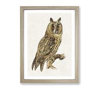 Long Eared Owl By Von Wright Vintage Framed Print | A3 Oak Framed Wall Art | Ready to Hang | Classic Animal Picture | Living Room Bedroom Lounge Office