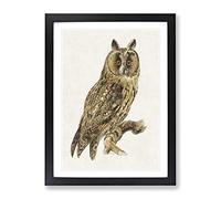 Long Eared Owl By Von Wright Vintage Framed Wall Art Print, Ready to Hang Picture for Living Room Bedroom Home Office Décor, Black A3 (34 x 46 cm)