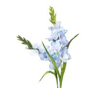 Long Stem Artificial Gladiolus Flower, Set of 2, Home/Wedding/Office Decor (Blue)