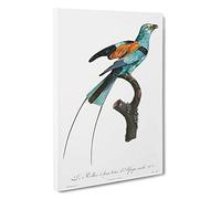 Long-Stranded African Roller Bird by Jacques Barraband Canvas Print | Gallery Wrapped 30mm Frame Wall Art | 30x20 inches | Ready to Hang | Modern Animals Picture | Living Room Bedroom Lounge Office