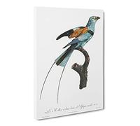 Long Stranded African Roller Bird By Jacques Barraband Canvas Print | Gallery Wrapped 30mm Frame Wall Art | 20x14 inches | Ready to Hang | Retro Animals Picture | Living Room Bedroom Lounge Office