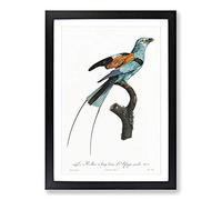 Long-Stranded African Roller Bird by Jacques Barraband Framed Print | A2 Black Framed Wall Art | Ready to Hang | Modern Nature Picture | Living Room Bedroom Lounge Office