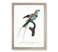 Long-Stranded African Roller Bird by Jacques Barraband Framed Print | A2 Oak Framed Wall Art | Ready to Hang | Modern Nature Picture | Living Room Bedroom Lounge Office