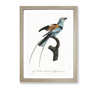 Long Stranded African Roller Bird By Jacques Barraband Vintage Framed Print | A4 Oak Framed Wall Art | Ready to Hang | Classic Nature Picture | Living Room Bedroom Lounge Office