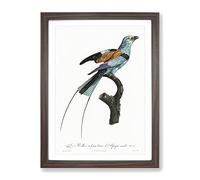 Long Stranded African Roller Bird By Jacques Barraband Vintage Framed Print | A4 Walnut Framed Wall Art | Ready to Hang | Classic Nature Picture | Living Room Bedroom Lounge Office