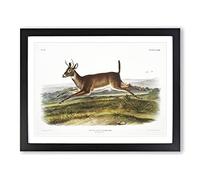 Long Tailed Deer By John Woodhouse Audubon Vintage Framed Print | A4 Black Framed Wall Art | Ready to Hang | Classic Animal Picture | Living Room Bedroom Lounge Office