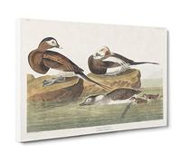 Long Tailed Ducks By John James Audubon Canvas Print | Gallery Wrapped 30mm Frame Wall Art | 30x20 inches | Ready to Hang | Retro Bird Picture | Living Room Bedroom Lounge Office