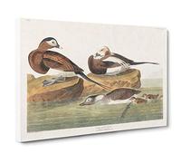 Long-Tailed Ducks by John James Audubon Canvas Print | Gallery Wrapped 30mm Frame Wall Art | 30x20 inches | Ready to Hang | Modern Bird Picture | Living Room Bedroom Lounge Office