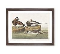 Long Tailed Ducks By John James Audubon Vintage Framed Print | A2 Walnut Framed Wall Art | Ready to Hang | Classic Animal Picture | Living Room Bedroom Lounge Office
