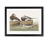 Long Tailed Ducks By John James Audubon Vintage Framed Print | A4 Black Framed Wall Art | Ready to Hang | Classic Animal Picture | Living Room Bedroom Lounge Office