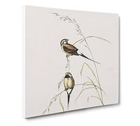 Long tailed Grass Finch Bird by Elizabeth Gould Canvas Print | Gallery Wrapped 30mm Frame Wall Art | 14x14 inches | Ready to Hang | Retro Animals Picture | Living Room Bedroom Lounge Office