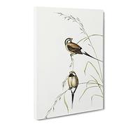 Long Tailed Grass Finch Bird By Elizabeth Gould Canvas Print | Gallery Wrapped 30mm Frame Wall Art | 20x14 inches | Ready to Hang | Retro Animals Picture | Living Room Bedroom Lounge Office