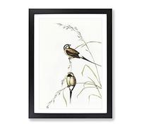 Long Tailed Grass Finch Bird By Elizabeth Gould Vintage Framed Wall Art Print, Ready to Hang Picture for Living Room Bedroom Home Office Décor, Black A3 (34 x 46 cm)