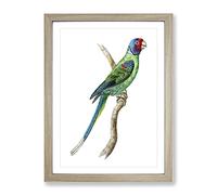 Long Tailed Parakeet By George Shaw Vintage Framed Print | A4 Oak Framed Wall Art | Ready to Hang | Classic Nature Picture | Living Room Bedroom Lounge Office