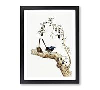 Long Tailed Wren Birds By Elizabeth Gould Vintage Framed Print | A2 Black Framed Wall Art | Ready to Hang | Classic Nature Picture | Living Room Bedroom Lounge Office