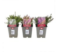 Longacres Autumn Flowering Heather Set - 3 x 9cm Pots (Live Plants)