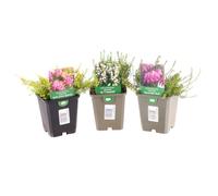 Longacres Spring Flowering Heather Set - 3 x 9cm Pots (Live Plants)
