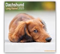Longhaired Dachshund 2025 Square Wall Calendar | Dog Breed Calendar