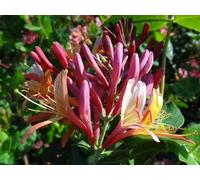 Lonicera Heckrottii Goldflame Honeysuckle Climbing Plant 3-4ft in a 3 Litre Pot Direct Plants Green One Size