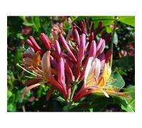 Lonicera Heckrottii Goldflame Honeysuckle Extra Large Climbing Plant 6-7ft in a 10 Litre Pot