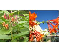 Lonicera Henryii Evergreen Honeysuckle Plant 3-4ft Supplied in a 3 Litre Pot Direct Plants Green One Size