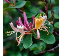 Lonicera Japonica Darts World Gold-Variegated Honeysuckle Climber