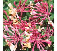 Lonicera Periclymenum Belgica Scented Purple Red And Yellow Flowers Climbing Honeysuckle Plant