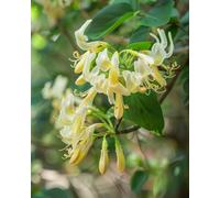 Lonicera Similis Delavayi Bi-Colour Honeysuckle Climber