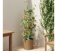 LoogCape Naturo Eco Tomato Grower, Diameter 39 x 139 cm, WPC, Weatherproof, UV-Resistant for Indoor and Outdoor Use, Robust, Durable, Garden Growing Accessories