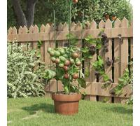 LoogCape Plant Supports with 3 Rings Pack of 5 Green 60 cm Steel Durable Stable Trellis for Tomatoes, Flowers, Vegetables in the Garden, Balcony, Greenhouse, Pot, Tub, Bed, Patio, Wind Protection