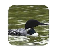 Loon Nature Bird Printed Coasters Set of 4, Tabletop Protection Leather Coasters for Cup Drinks Coffee Pads Beer Bar Mat Gifts, Square