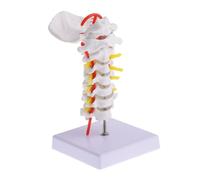 LOORGVEL Cervical Spine Model with Arteries and Nerve Roots Medical Teaching Tool PVC Anatomical Vertebral Column Display Metal Stand for Education and Healthcare