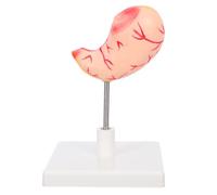 LOORGVEL Human Stomach Anatomy Model for Education High Precision Stomach Teaching Model with Accurate Structure for Science Classrooms and Clinical Training