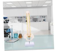 LOORGVEL PVC Spine Model with Tailbone and Pelvis Anatomy Medical Teaching Tool for Students and Doctors Detailed Vertebral Column with Nerve Roots and Intervertebral Discs