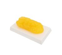 LOORGVEL Realistic Human Fat Anatomical Model for Weight Loss Motivation Demonstration Device Tactile Texture Human Adipose Tissue for Diet Reminder and Anatomy Study