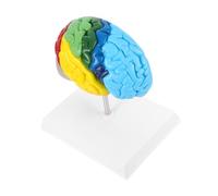 LOORGVEL Scale Right Hemisphere Anatomical Teaching Model Easy Clean Neuroscience Learning Science Classroom Display Medical Anatomy
