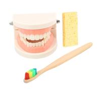LOORGVEL Standard Teeth Model Kit with Toothbrush for Realistic Oral Education for Teaching Brushing Skills Teeth Demonstration Model for Hand-eye Coordination Practice Random Color