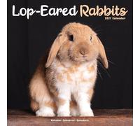 Lop Eared Rabbits 2027 Calendar | Square Wall Calendar | Animal Gift | Plastic Free Packaging | by Avonside Publishing