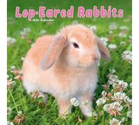 Lop Eared Rabbits 2026 Calendar | Square Wall Calendar | Animal Gift | Plastic Free Packaging | by Avonside Publishing
